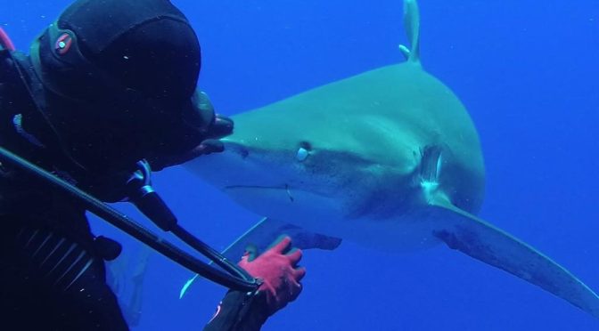 How this wonderful woman diver saved many sharks from the fishing hooks and these sharks are grateful to her.